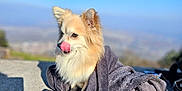 Tango a rejoint le concours — aidez-le/la à gagner de superbes lots ! dog, towel, outdoor, blue_sky, concrete, licking, fluffy, pet, sunlight, animal, daytime, wrapped, cute, fur, nature, playful, small_dog, relaxed, landscape, sunny