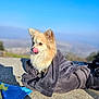 dog, towel, outdoor, blue_sky, concrete, licking, fluffy, pet, sunlight, animal, daytime, wrapped, cute, fur, nature, playful, small_dog, relaxed, landscape, sunny