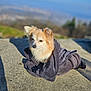Tango participe au concours pour gagner de l'argent avec cette photo : dog, towel, outdoor, sunlight, concrete, fluffy, small_dog, wrapped, serene, animal, pet, nature, blurred_background, daylight, fur, ears, sitting, quiet, calm, resting
