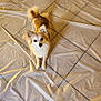 Tango a rejoint le concours — aidez-le/la à gagner de superbes lots ! dog, small_dog, fluffy, long_hair, brown_and_white, tail, ears, floor, tile_floor, plastic_sheet, looking_up, pet, indoors, animal, cute, fur, companion, domestic_animal, sitting, alert