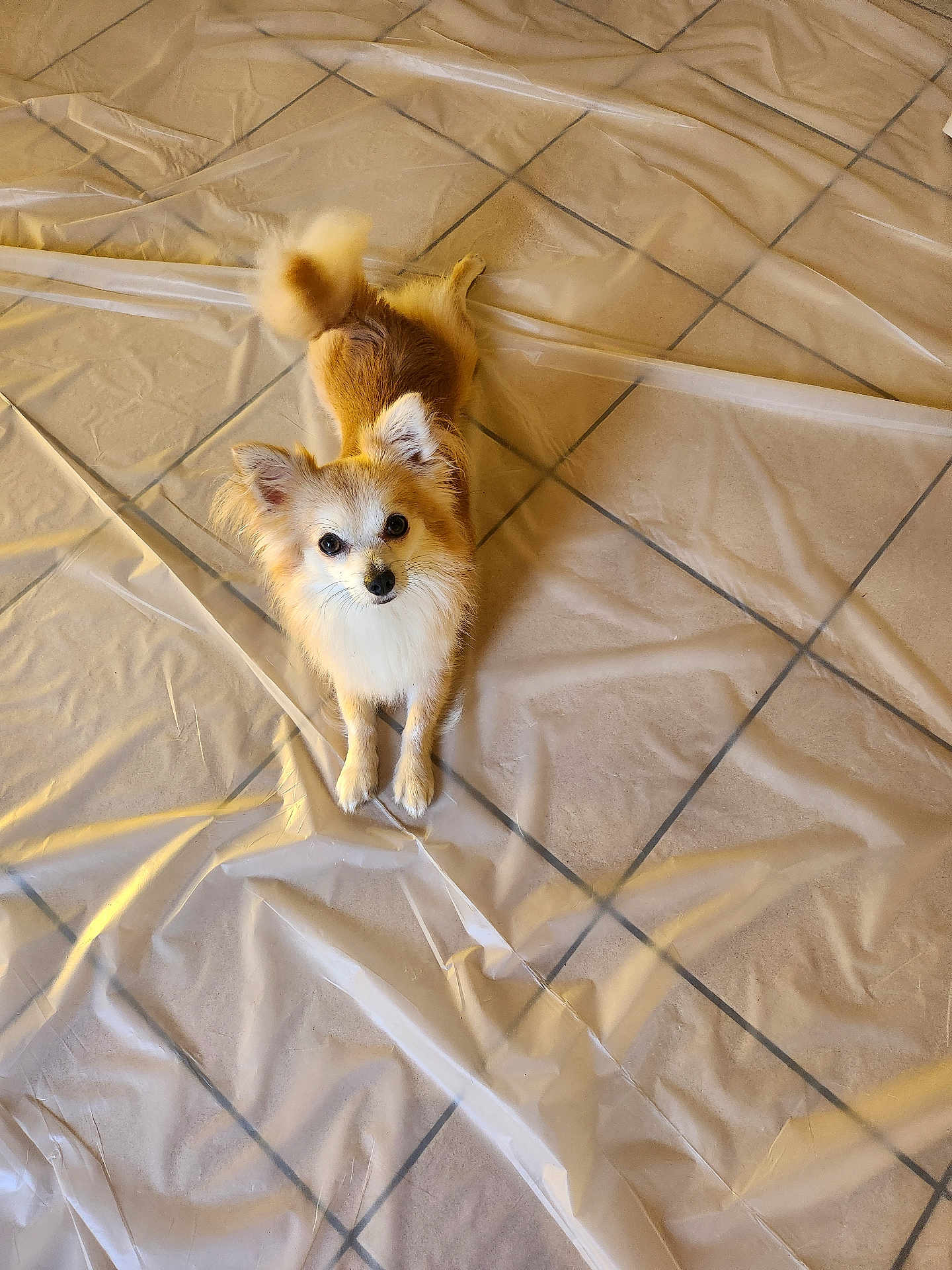 Tango a rejoint le concours — aidez-le/la à gagner de superbes lots ! dog, small_dog, fluffy, long_hair, brown_and_white, tail, ears, floor, tile_floor, plastic_sheet, looking_up, pet, indoors, animal, cute, fur, companion, domestic_animal, sitting, alert