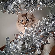 Vanille a rejoint le concours — aidez-le/la à gagner de superbes lots ! animal, blue_eyes, cat, close_up, curious, cute, decorations, feline, festive, fluffy, holiday, indoor, looking, pet, playful, portrait, silver, soft_fur, tinsel, whiskers