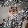 animal, blue_eyes, cat, close_up, curious, cute, decorations, feline, festive, fluffy, holiday, indoor, looking, pet, playful, portrait, silver, soft_fur, tinsel, whiskers
