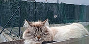 Vanille participe au concours pour gagner de l'argent avec cette photo : animal, cat, daylight, domestic, fence, fluffy, fur, garden, home, nature, outdoor, peaceful, pet, planter, quiet, relaxing, residential_building, resting, sleeping, window