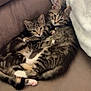 Finn And Ivy joined the competition — help win amazing prizes! cat, kitten, tabby, cuddle, cozy, couch, blanket, fur, pet, animal, cute, indoor, relaxing, sleepy, whiskers, paws, feline, companion, snuggle, domestic