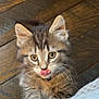 Finn And Ivy is registered to the contest to win money with this photo: kitten, cat, tabby, cute, tongue_out, whiskers, playful, fur, pet, animal, indoor, wooden_floor, curious, closeup, young, paws, feline, adorable, mammal, domestic