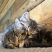 Finn And Ivy is registered to the contest to win money with this photo: cat, kitten, sleeping, cute, tabby, fur, animal, pet, snuggle, cozy, wood, rest, closeup, face, whiskers, ears, soft, domestic, two, companion