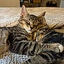cat, tabby, sleeping, snuggling, cozy, paw, fur, bed, blanket, cute, domestic_animal, pet, feline, resting, closeup, animal, companion, indoor, comfort, affection