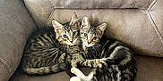 Finn And Ivy joined the competition — help win amazing prizes! cat, kitten, tabby, couch, leather, indoor, pets, snuggling, cute, feline, young, animal, pair, resting, cozy, whiskers, ears, tail, fur, looking