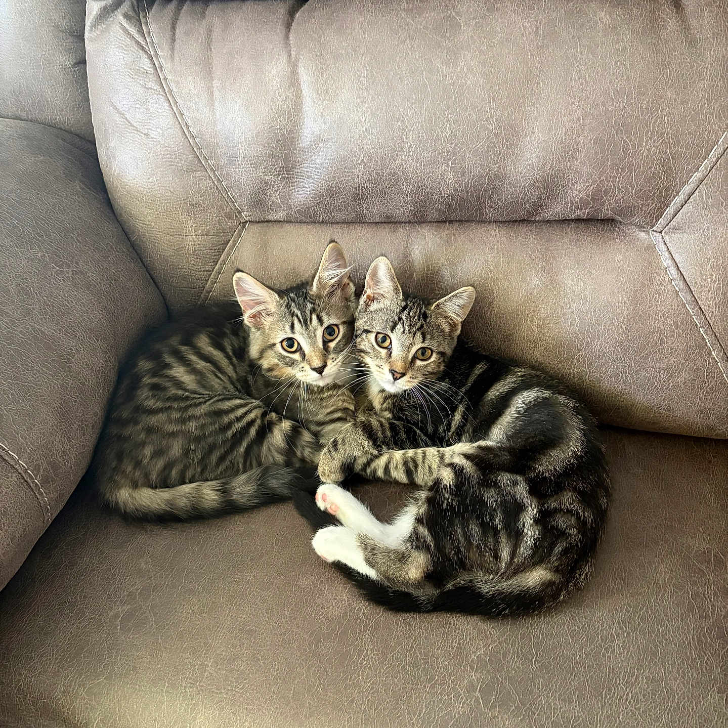 Finn And Ivy joined the competition — help win amazing prizes! animal, cat, couch, cozy, cute, ears, feline, fur, indoor, kitten, leather, looking, pair, pets, resting, snuggling, tabby, tail, whiskers, young