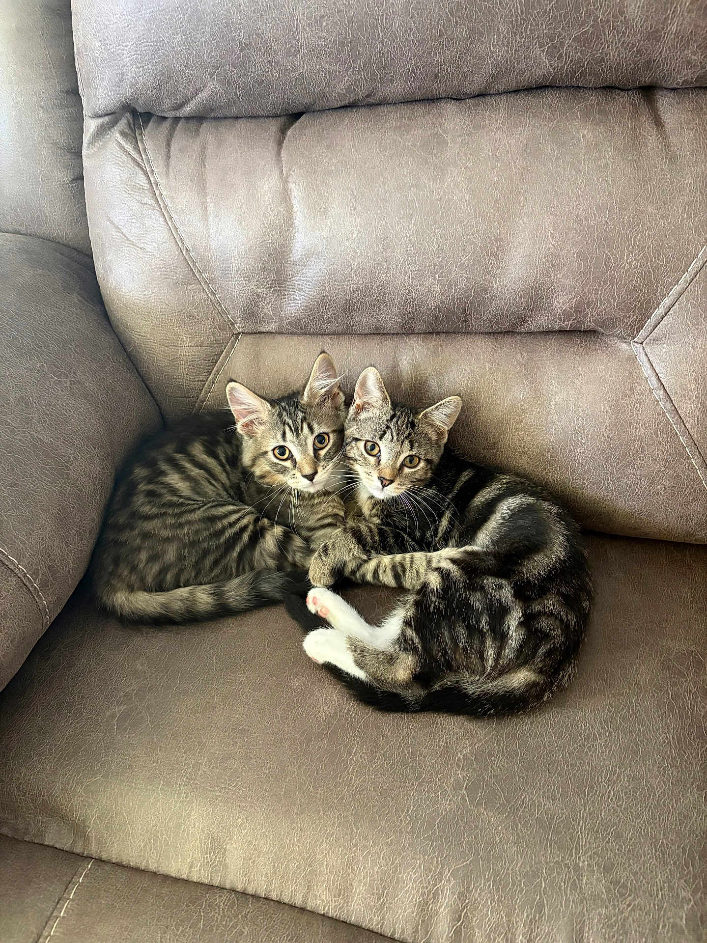 Finn And Ivy joined the competition — help win amazing prizes! cat, kitten, tabby, couch, leather, indoor, pets, snuggling, cute, feline, young, animal, pair, resting, cozy, whiskers, ears, tail, fur, looking