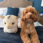 Xena is registered to the contest to win money with this photo: animal, bed, blanket, brown_dog, cozy, curly_fur, cute, decor, dog, furniture, headboard, home, indoor, pet, pillow, plush_toy, relaxed, soft, stuffed_animal, toy