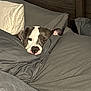 Olive Lucy is registered to the contest to win money with this photo: dog, bed, pillow, bedding, gray, resting, sleepy, cozy, snuggled, indoors, pet, canine, fur, head, relaxed, comfort, home, domestic, animal, blanket