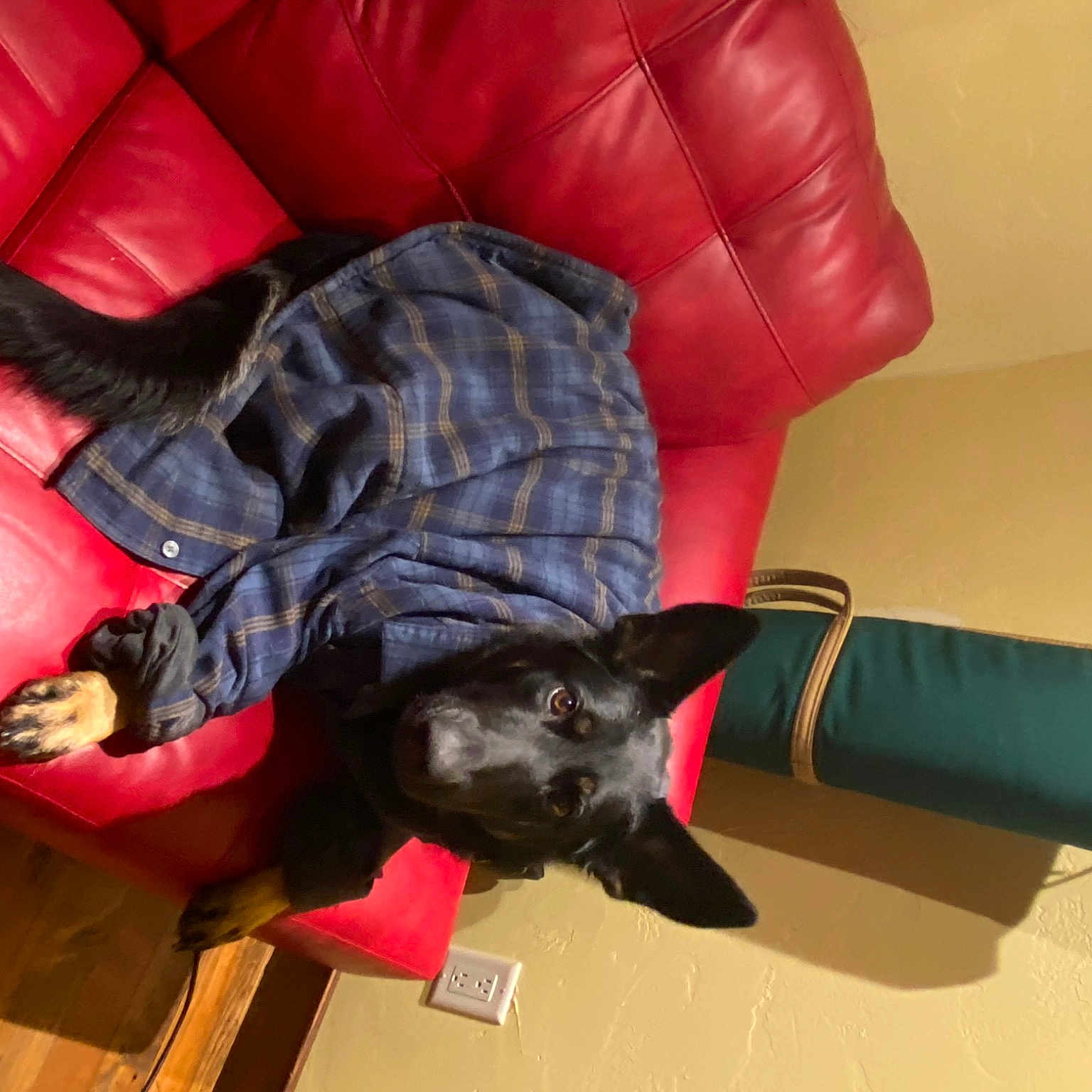 Wren joined the competition — help win amazing prizes! black_cat, canidae, carmine, carnivore, cat, comfort, companion_dog, couch, dog_breed, felidae, flooring, fur, furniture, mammal, room, small_to_medium_sized_cats, sporting_group, tail, vertebrate, whiskers