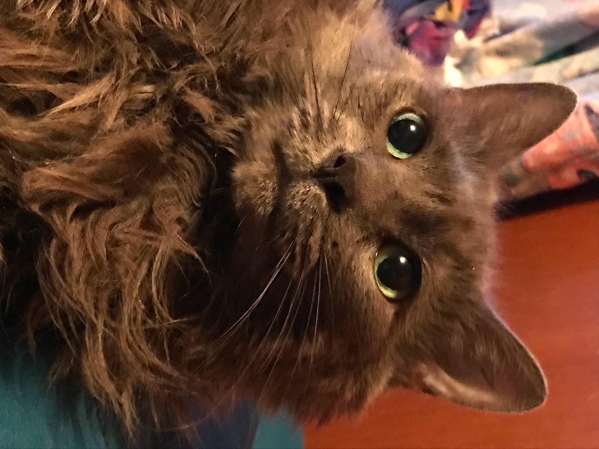 Jada is registered to the contest to win money with this photo: black_cat, carnivore, cat, chartreux, claw, close_up, domestic_short_haired_cat, ear, fawn, felidae, fur, gesture, korat, russian_blue, small_to_medium_sized_cats, snout, terrestrial_animal, whiskers, wildlife