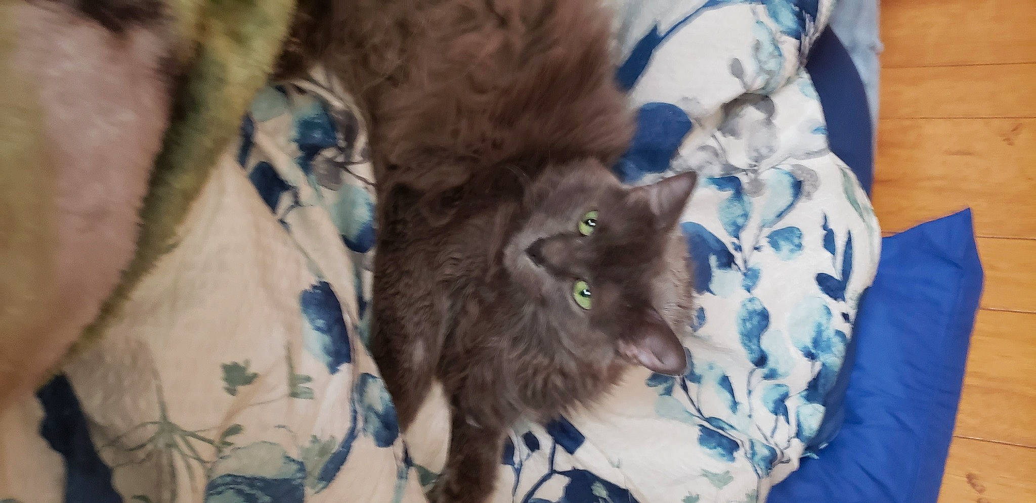 Jada joined the competition — help win amazing prizes! black_cat, canidae, carnivore, cat, claw, companion_dog, dog_breed, domestic_short_haired_cat, electric_blue, fawn, felidae, fur, liver, plant, sleeve, small_to_medium_sized_cats, snout, sporting_group, tail, whiskers