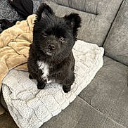 Phoebe joined the competition — help win amazing prizes! animal, black_dog, blanket, comfort, companion, couch, cozy, cute, dog, fluffy, fur, furniture, home, indoor, pet, portrait, relaxing, resting, sitting, white_patch