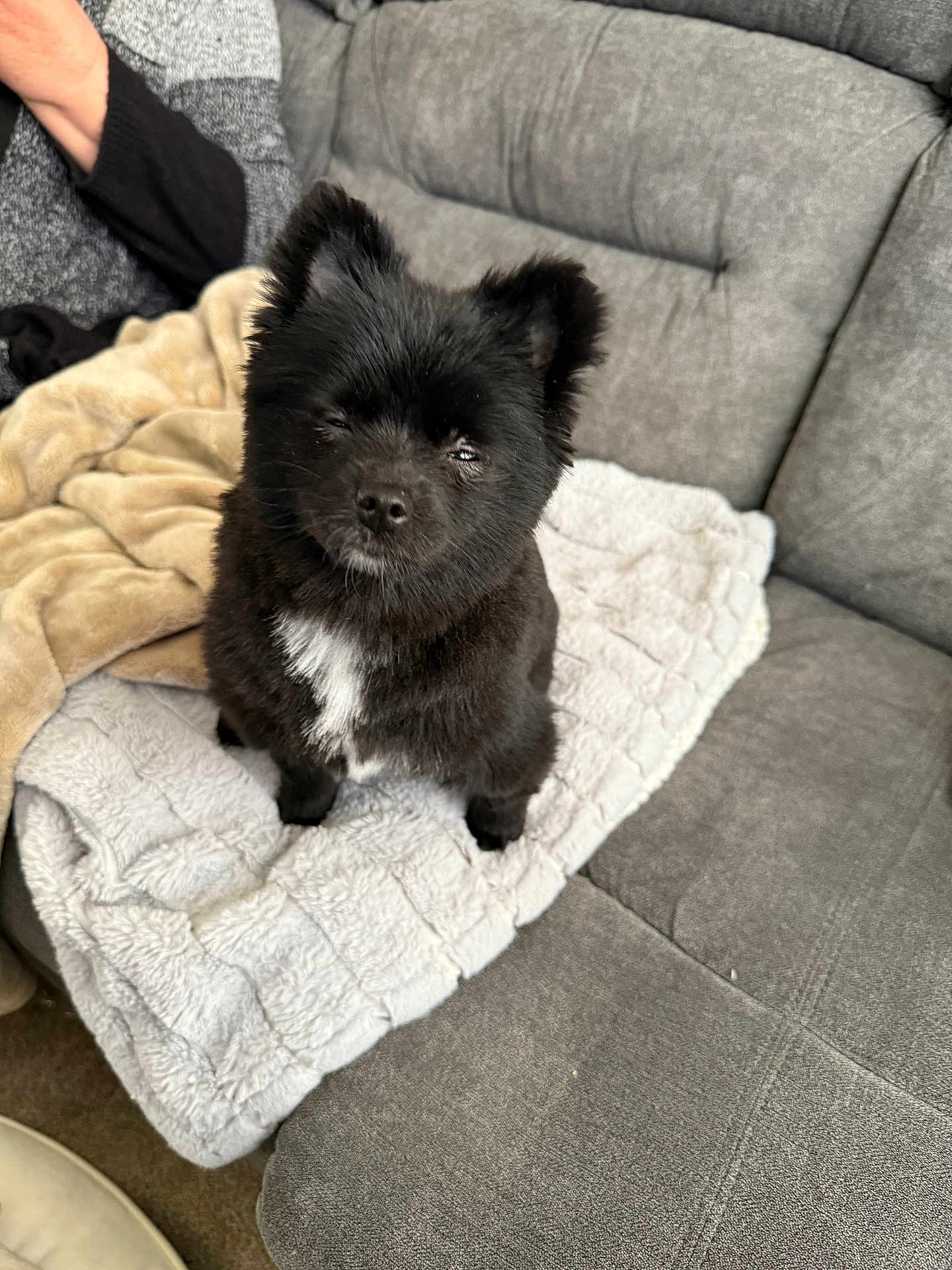 Phoebe