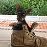 animal, black_and_brown, boot, cute, dog, ears, eyes, face, flowers, footwear, garden, leather, outdoor, plants, portrait, puppy, shoe, sitting, small_dog, tablecloth