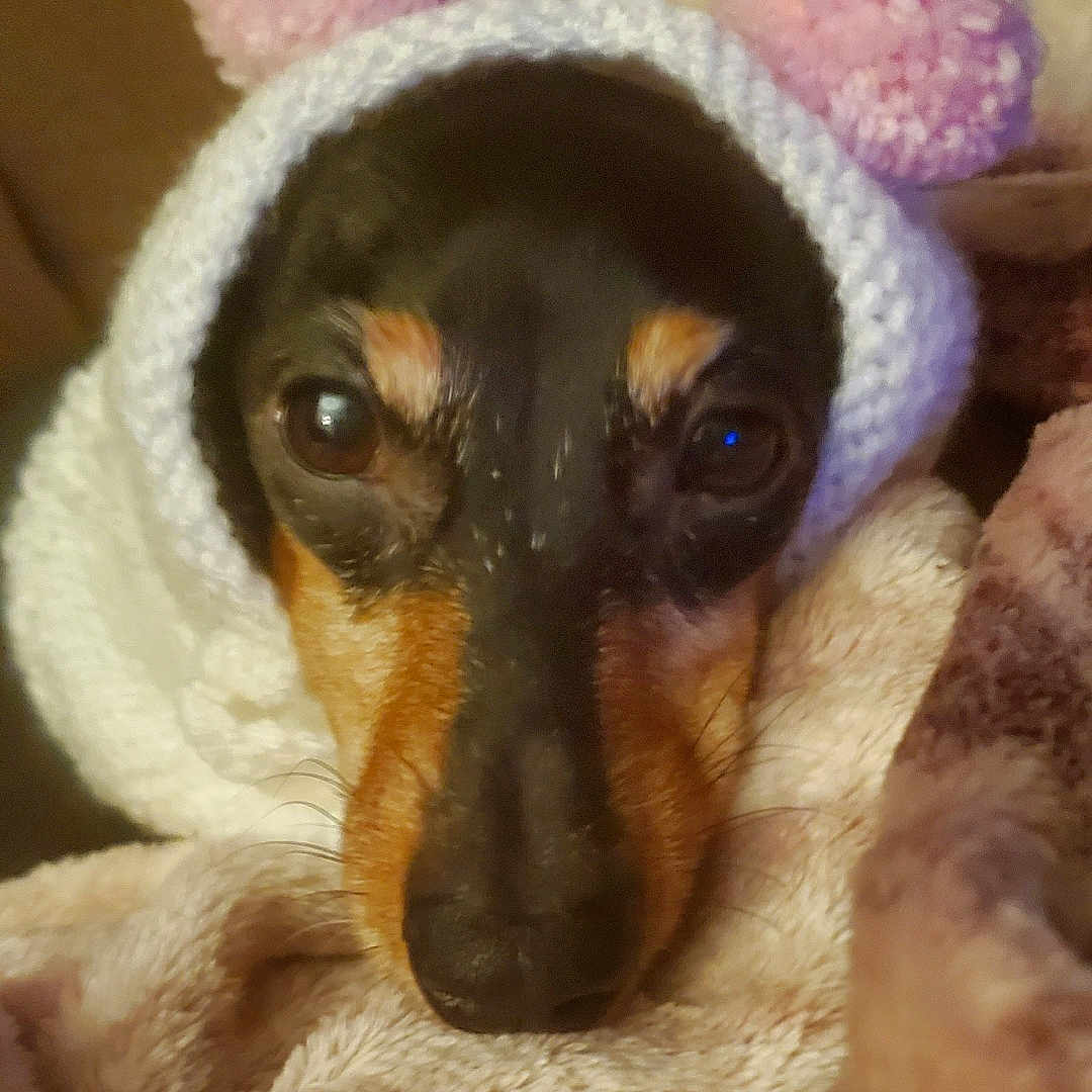 Pippa joined the competition — help win amazing prizes! animal, beagle, beanie, bear, blanket, bonnet, canine, cap, chihuahua, clothing, dog, hat, hood, hound, knitwear, pet, puppy, snout, sweater, towel