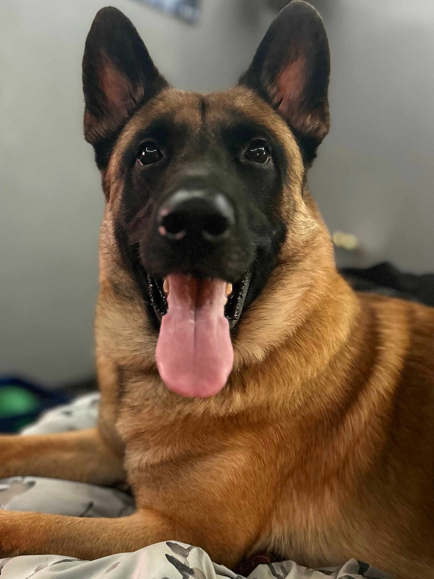 Capone joined the competition — help win amazing prizes! dog, german_shepherd, tongue_out, pet, animal, indoor, bed, blanket, fur, ears, mouth, nose, lying_down, close_up, canine, mammal, cute, domestic_animal, friendly, portrait