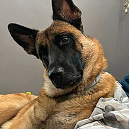 Capone is registered to the contest to win money with this photo: dog, german_shepherd, pet, canine, animal, fur, ears, eyes, portrait, indoor, relaxed, lying_down, collar, brown, black, closeup, cute, companion, friendly, mammal