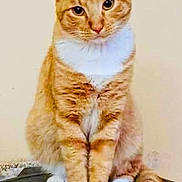 Wero joined the competition — help win amazing prizes! animal, calm, cat, cute, domestic_cat, ears, feline, fur, house_pet, indoor, looking_at_camera, orange_tabby, pet, portrait, sitting, tabby_pattern, tail, whiskers, white_chest, white_paws