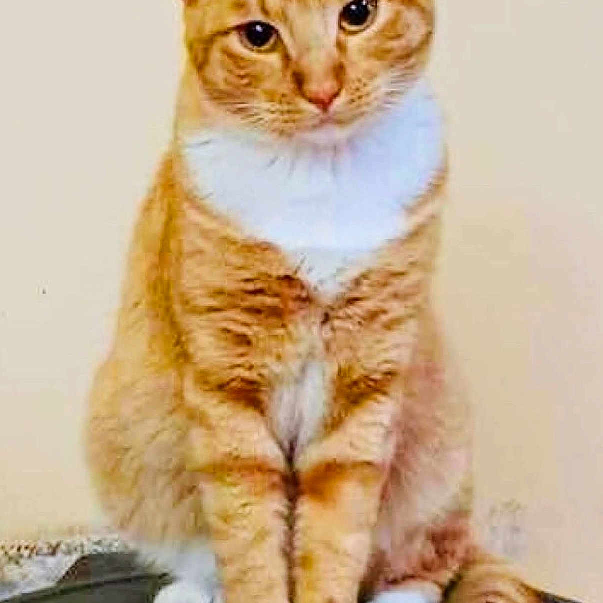 Wero joined the competition — help win amazing prizes! animal, calm, cat, cute, domestic_cat, ears, feline, fur, house_pet, indoor, looking_at_camera, orange_tabby, pet, portrait, sitting, tabby_pattern, tail, whiskers, white_chest, white_paws