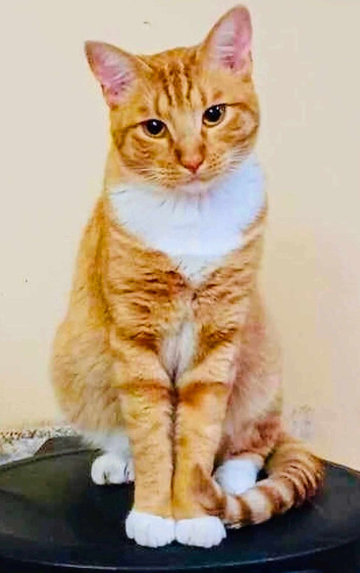 Wero joined the competition — help win amazing prizes! animal, calm, cat, cute, domestic_cat, ears, feline, fur, house_pet, indoor, looking_at_camera, orange_tabby, pet, portrait, sitting, tabby_pattern, tail, whiskers, white_chest, white_paws