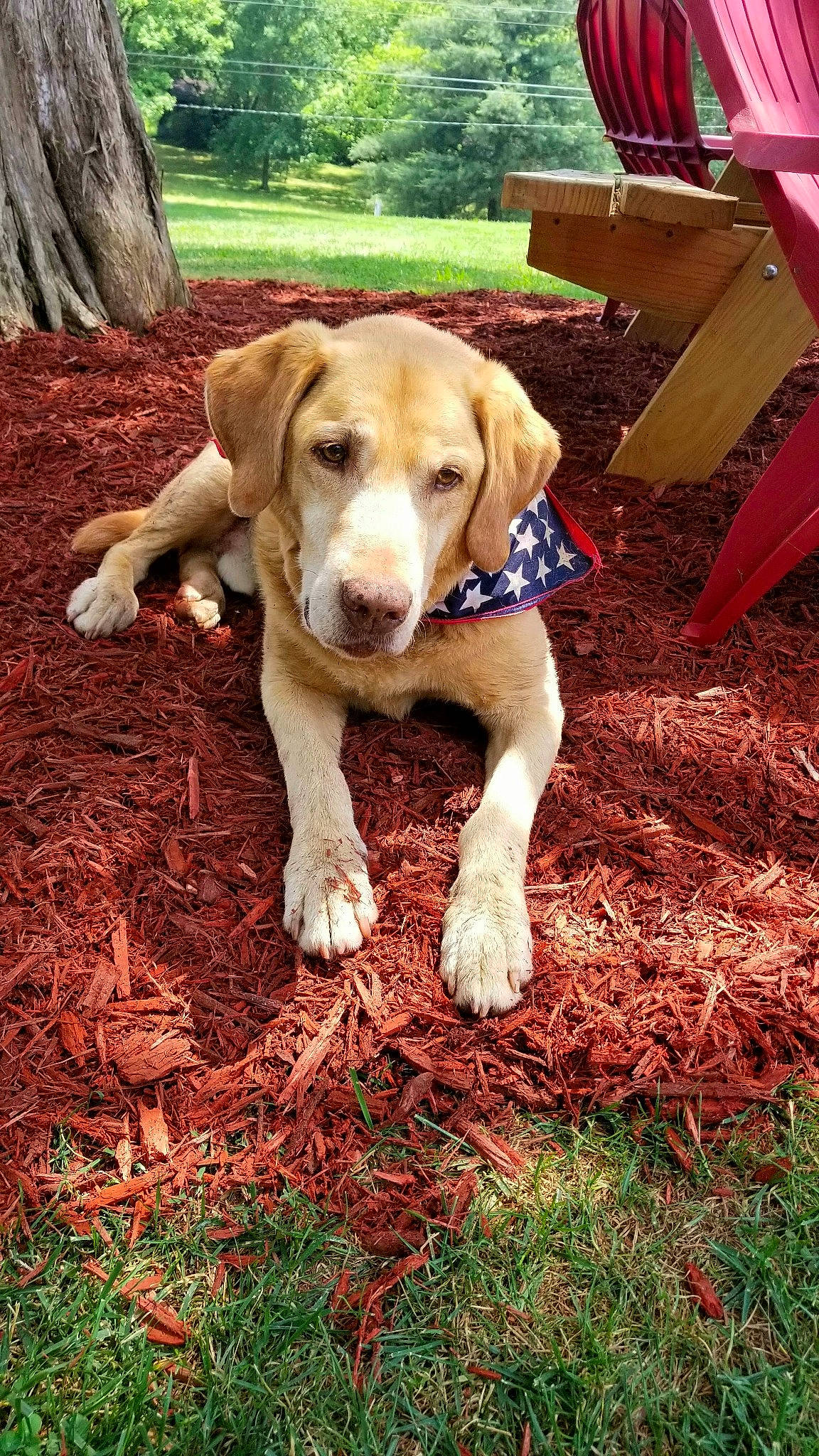 Wellington Duke joined the competition — help win amazing prizes! canidae, carnivore, companion_dog, dog, dog_breed, dog_supply, fawn, grass, gun_dog, hound, hunting_dog, plant, soil, sporting_group, tail, terrestrial_animal, tree, wood, working_animal