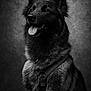 dog, portrait, black_and_white, fluffy, ears, tongue, happy, studio, fur, pet, animal, close_up, sitting, canine, expression, collar, detailed, texture, background, monochrome
