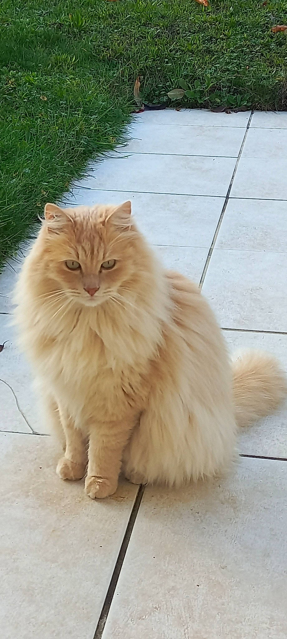 Caramel a rejoint le concours — aidez-le/la à gagner de superbes lots ! british_longhair, carnivore, cat, claw, fawn, felidae, flooring, fur, hardwood, persian, plant, small_to_medium_sized_cats, snout, tail, terrestrial_animal, whiskers, wood