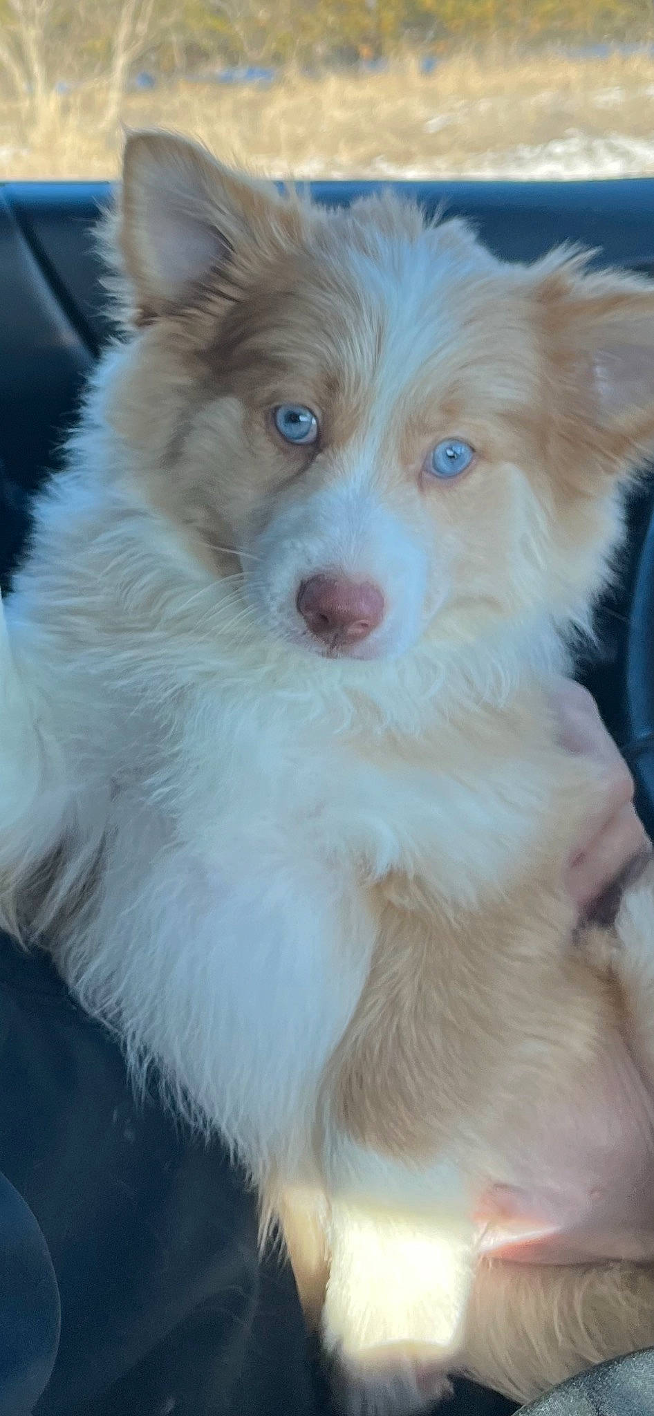 Bohdi is registered to the contest to win money with this photo: canidae, carnivore, companion_dog, dog, dog_breed, eye, fawn, fur, plant, snout, sporting_group, toy_dog, whiskers, working_dog