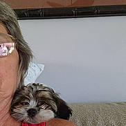 Prissy joined the competition — help win amazing prizes! dog, person, shoulder, glasses, red_clothing, couch, resting, closeup, pet, indoor, face, furry, cute, small_dog, companion, human, casual, portrait, relaxed, home