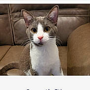 Charlie is registered to the contest to win money with this photo: cat, kitten, pet, whiskers, couch, sofa, brown_sofa, portrait, indoor, close_up, face, ears, eyes, pink_nose, fur, tabby, white_chest, sitting, website_screenshot, text_header