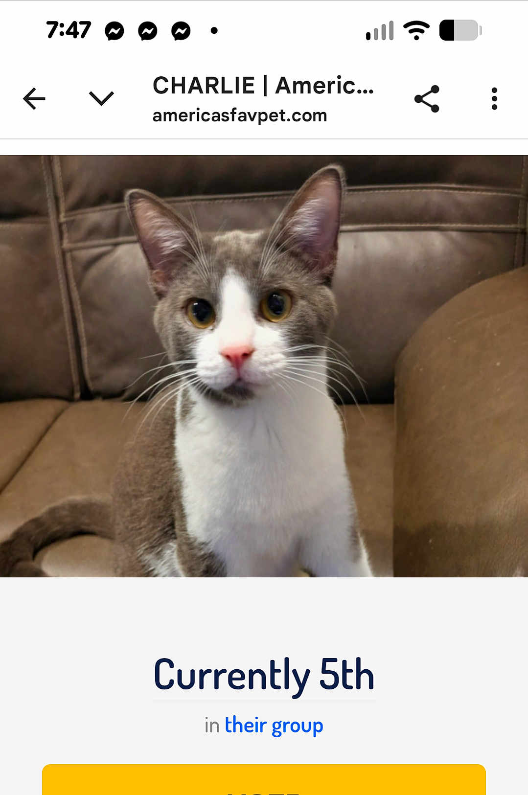 Charlie is registered to the contest to win money with this photo: cat, kitten, pet, whiskers, couch, sofa, brown_sofa, portrait, indoor, close_up, face, ears, eyes, pink_nose, fur, tabby, white_chest, sitting, website_screenshot, text_header