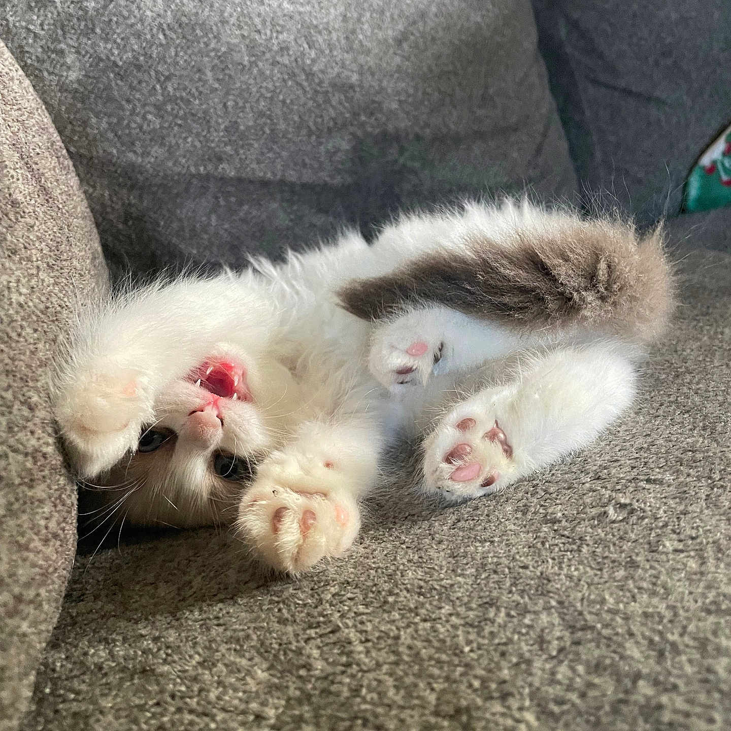 Milo is registered to the contest to win money with this photo: angora, animal, armchair, blanket, canine, cat, chair, claw, couch, dog, electronics, furniture, hardware, hook, kitten, manx, person, pet, puppy, sleeping