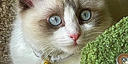 Milo is registered to the contest to win money with this photo: animal, blue_eyes, brown_fur, carpet, cat, close_up, collar, cute, daisy_pendant, feline, fluffy, green_object, indoor, pet, pink_nose, portrait, relaxed, soft, whiskers, white_fur