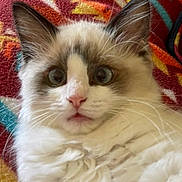 Milo is registered to the contest to win money with this photo: animal, blanket, cat, close_up, colorful, curious, cute, domestic, ears, feline, fluffy, fur, indoor, nose, patterned, pet, soft, surprised, whiskers, wide_eyes