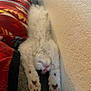 Milo is registered to the contest to win money with this photo: blanket, cat, comfortable, cozy, cute, feline, fluffy, fur, indoor, paws, pet, pink_nose, relaxing, resting, sleeping, soft, stretching, upside_down, wall, white_cat