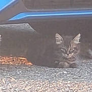 Timid Tibby Tibolt is registered to the contest to win money with this photo: cat, animal, outdoor, vehicle, gravel, shadow, sunlight, resting, feline, ears, fur, nature, ground, daylight, quiet, hidden, pet, under_vehicle, calm, still