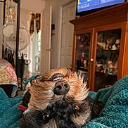 Tater joined the competition — help win amazing prizes! dog, upside_down, blanket, living_room, cabinet, fan, television, fur, pet, cozy, interior, home, cute, relaxed, brown, black, snout, eyes, nose, indoor
