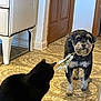 Tater is registered to the contest to win money with this photo: black_cat, dog, flower, indoor, kitchen, floor, patterned_floor, curious, pet, animal, wooden_door, appliance, home, domestic, companion, sitting, standing, floor_tiles, plant, fur