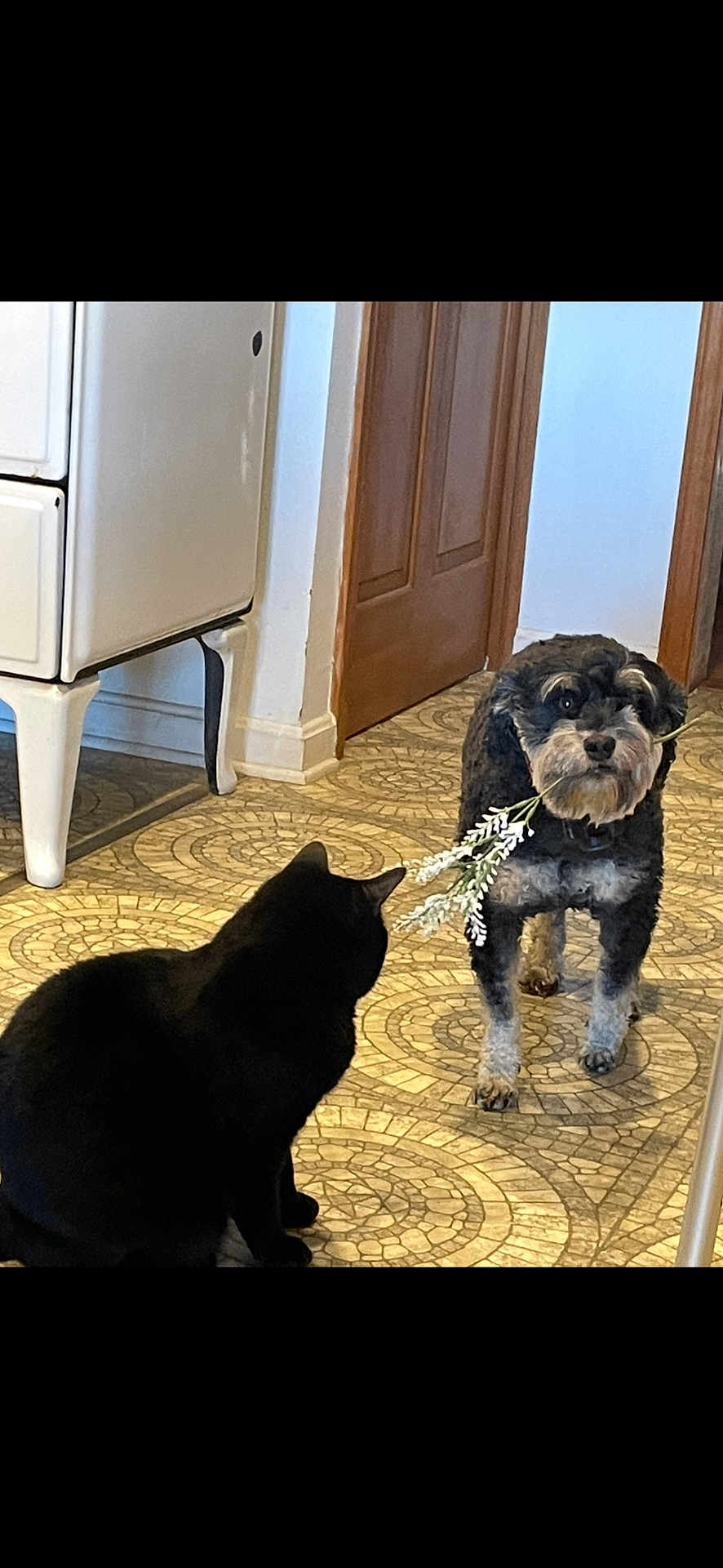 Tater is registered to the contest to win money with this photo: black_cat, dog, flower, indoor, kitchen, floor, patterned_floor, curious, pet, animal, wooden_door, appliance, home, domestic, companion, sitting, standing, floor_tiles, plant, fur