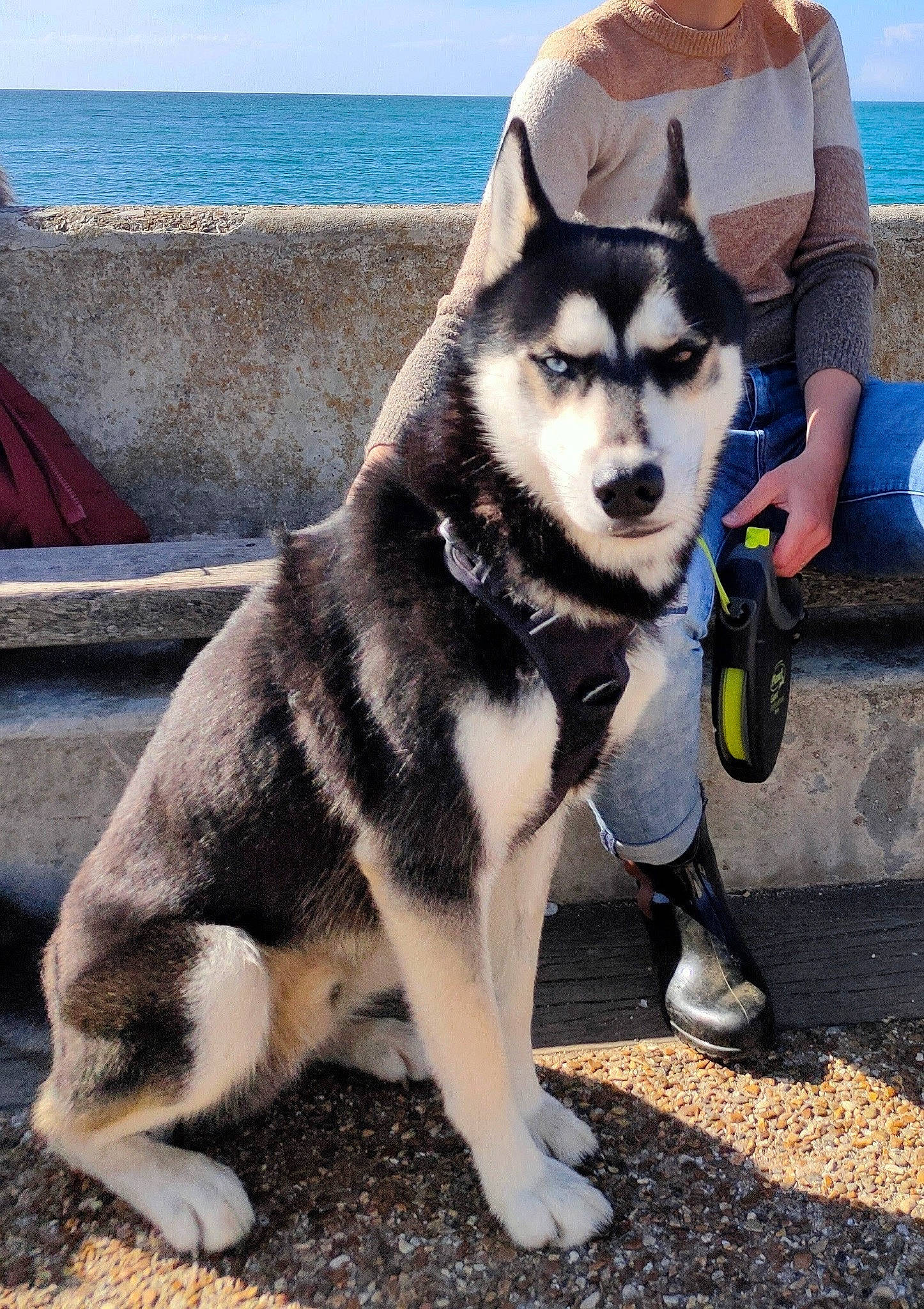 Paddy participe au concours pour gagner de l'argent avec cette photo : backpack, bag, blue, canidae, canis, carnivore, companion_dog, dog, dog_breed, fawn, fur, luggage_and_bags, siberian_husky, sky, sled_dog, snout, sporting_group, water, working_animal, working_dog