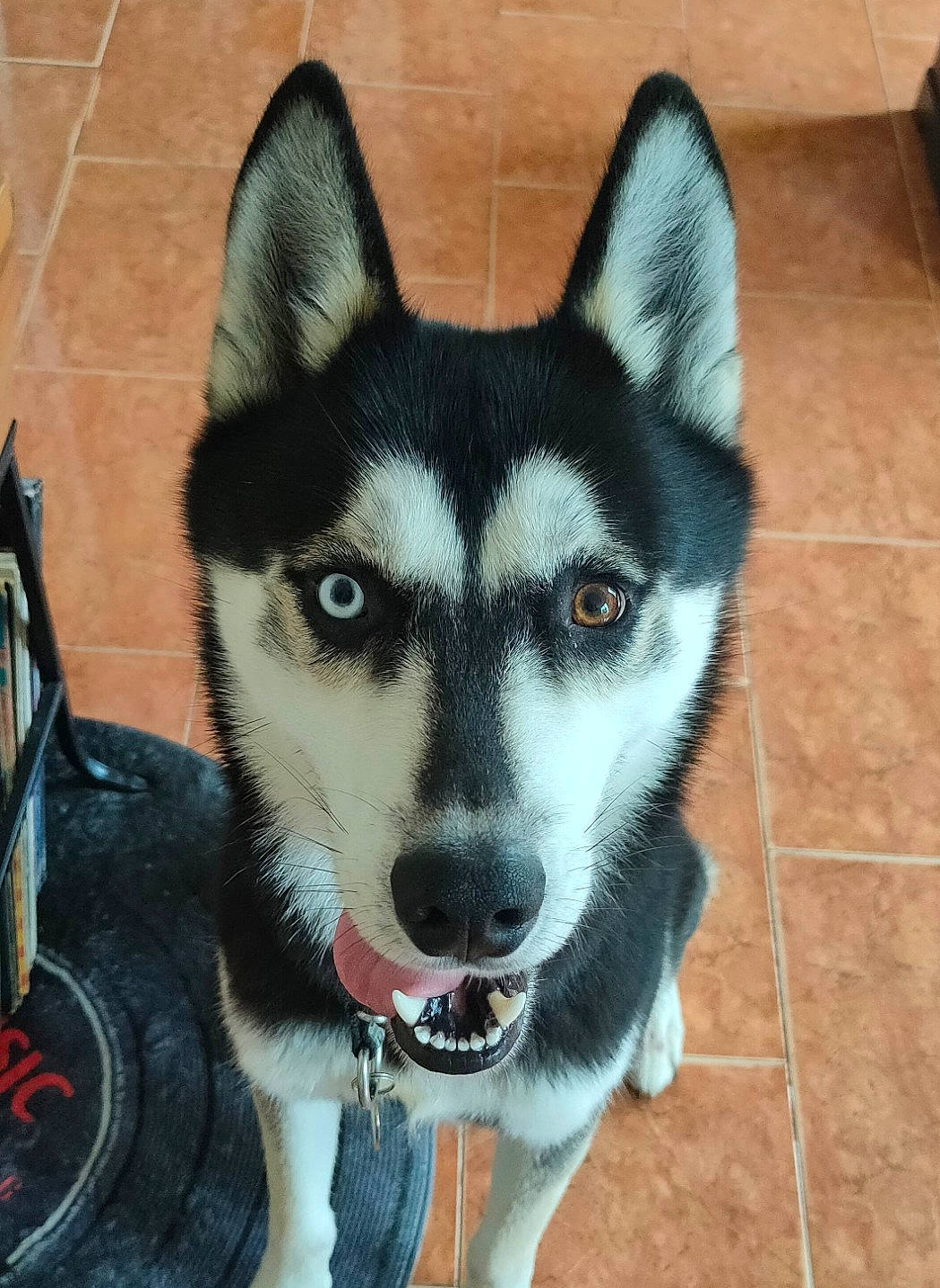 Paddy a rejoint le concours — aidez-le/la à gagner de superbes lots ! ancient_dog_breeds, art, canidae, canis, carnivore, companion_dog, dog, dog_breed, eye, flooring, fur, head, jaw, miniature_siberian_husky, siberian_husky, sled_dog, snout, sporting_group, whiskers, working_dog