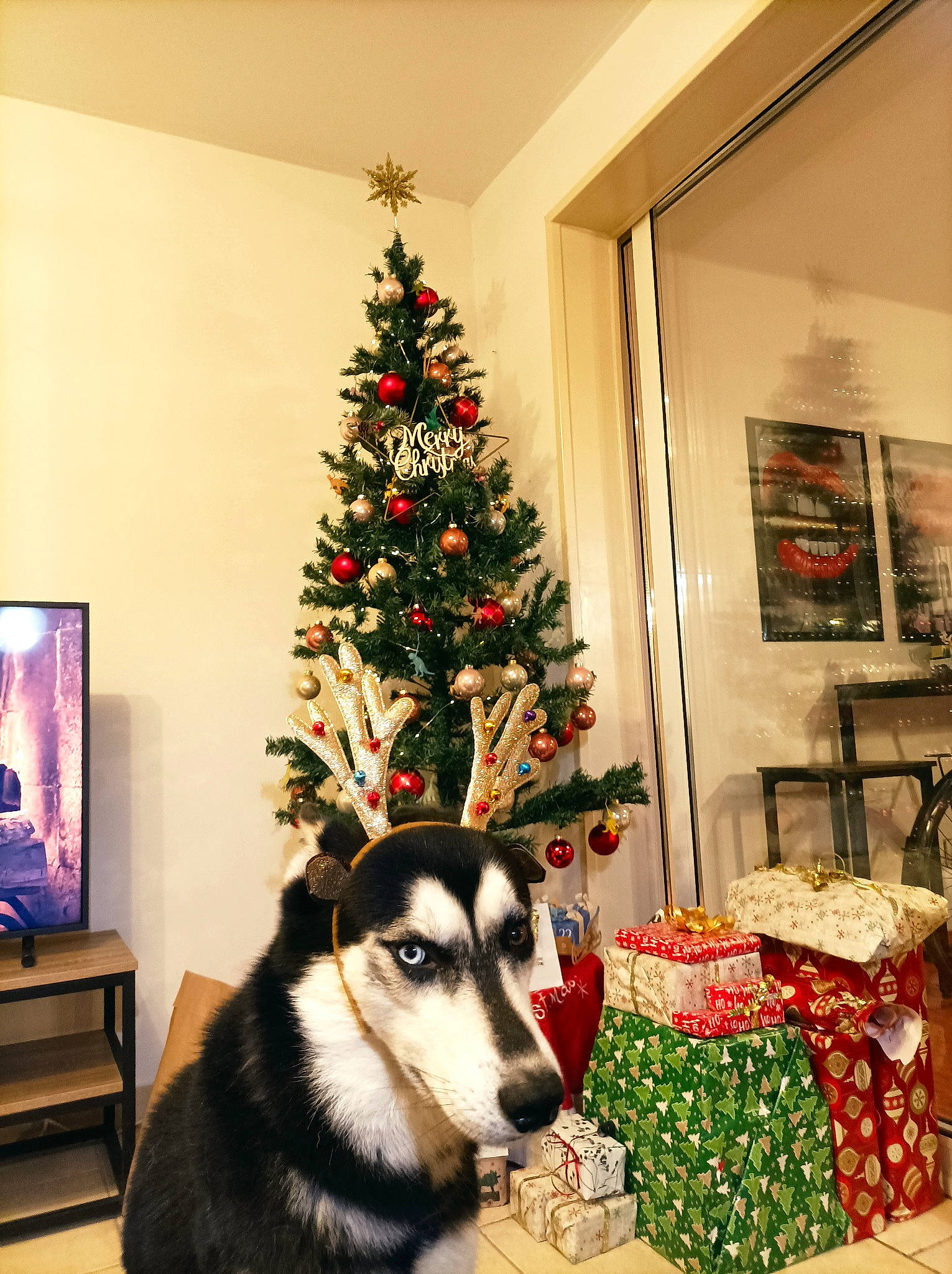 Paddy participe au concours pour gagner de l'argent avec cette photo : carnivore, christmas, christmas_decoration, christmas_eve, christmas_ornament, christmas_tree, companion_dog, couch, dog, event, holiday, holiday_ornament, interior_design, lighting, living_room, ornament, picture_frame, plant, room, tree