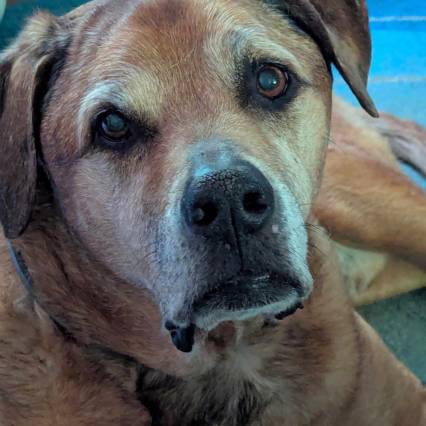 Jax joined the competition — help win amazing prizes! animal, brown_fur, calm, canine, close_up, companion, dog, domestic_animal, ears, eyes, face, fur_texture, indoor, lying_down, muzzle, nostrils, pet, portrait, resting, snout