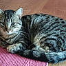 animal, cat, close_up, cute, domestic, ears, feline, floor, fur, home, indoor, lying_down, pet, pink_mat, relaxed, resting, striped, tabby_cat, tail, whiskers