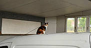 Vespa participe au concours pour gagner de l'argent avec cette photo : animal, building, calico_cat, cat, curious, domestic, feline, garage, indoor, light, perched, pet, quiet, roof, shadow, still_life, van, vehicle, white, window